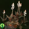 Ludisia discolor-Večbarvna ludizija
