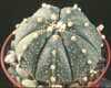 Astrophytum asterias-Zvezdasti astrofitum