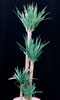 Yuca elephantipes-Velika juka