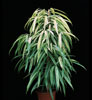 Ficus alii- 