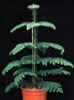 Araucaria heterophylla-Sobna smreka