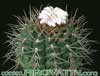 Gymnocalycium euripleurum-Bledorožnati gimnokalicijum