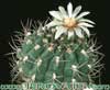 Gymnocalycium ambatoense-Trnasti gimnokalicijum