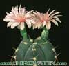 Gymnocalycium horstii-Horstijev gimnokalicijum