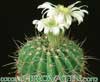 Acanthocalycium klimpelianum-Belocvetni akantokalicijum