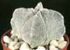 Astrophytum myriostigma v. quadricostatum- 