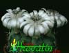 Gymnocalycium anisitsii-Nežni gimnokalicijum
