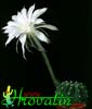 Echinopsis eyriesii-Trobasti ježkar