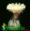 Astrophytum niveum-Snežni astrofitum