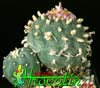Lophophora williamsii v. pluricostata - Omamni kaktus - pejotl
