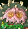 Lophophora williamsii v. pluricostata - Omamni kaktus - pejotl
