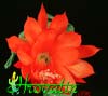 Epiphyllum ackermanii-Akermanov epifilum