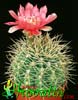 Gymnocalycium horridispinum-Trnasti gimnokalicijum