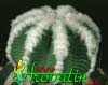Aztekium hintonii-Hintonijev aztekium