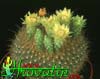 Brasilicactus graessneri-Brazilski kaktus