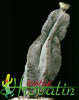 Astrophytum myriostigma v. tulense - 