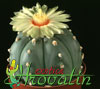 Astrophytum asterias v. nudum-Goli zvezdasti astrofitum