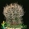 Astrophytum senile-Dolgobodičasti astrofitum