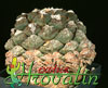 Ariocarpus fissuratus -Lojdijev ariocarpus