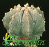 Astrophytum myriostigma v. strongylogonum- 