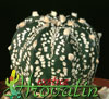 Astrophytum hybrid-Hibridni astrofitum