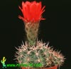 Acanthocalycium thionanthum v. variiflorum-Rdečecvetni akantohalicijum