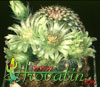 Echinocereus viridiflorus-Zelenocvetni pajkovec