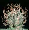 Astrophytum capricorne-Kozjerogi astrofitum