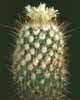 Echinofossulocactus phyllacanthus-Rumenocvetni stenokaktus