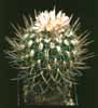 Echinofossulocactus zacatecasensis-Rebrasti stenokakt