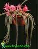 Aporocactus flagelliformis-Bičasti kaktus