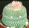 Epithelantha micromeris v. roseiflora-Rožnata epitelanta