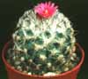 Gymnocactus viereckii-Violičasti gimnokaktus