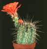 Echinocereus triglochidiatus v. melanacanthus-Rdečecvetni stebrasti ježevec