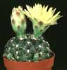 Gymnocalycium andreae v. doppianum-Andrejev gimnokalicijum