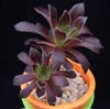 Aeonium arboreum atropurpureum-Rdečečrni eonij