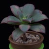 Aeonium urbicum-obarvani eonij