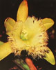 Brassavola digbyana-Digbijeva brasavola
