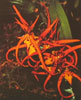 Brassia species-Brasija splošno