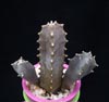 Caralluma europaea-Evropska karaluma