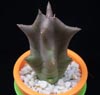 Caralluma lutea-rumenocvetna karaluma