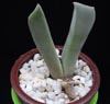 Cheiridopsis cigarettifera-