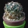 Coryphantha bumamma-bunkasta korifanta
