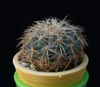 Coryphantha laui-Lauijeva korifanta