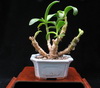 Cotyledon octopus bonsai-