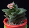 Crassula Spring time cv.-Spomladanska krasula