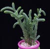 Crassula muscosa-Lisičji repek
