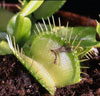 Dionaea muscipula - Muholovka