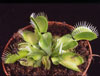 Dionaea muscipula - Muholovka