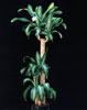 Dracaena massangeana-Dišeča zmajevka